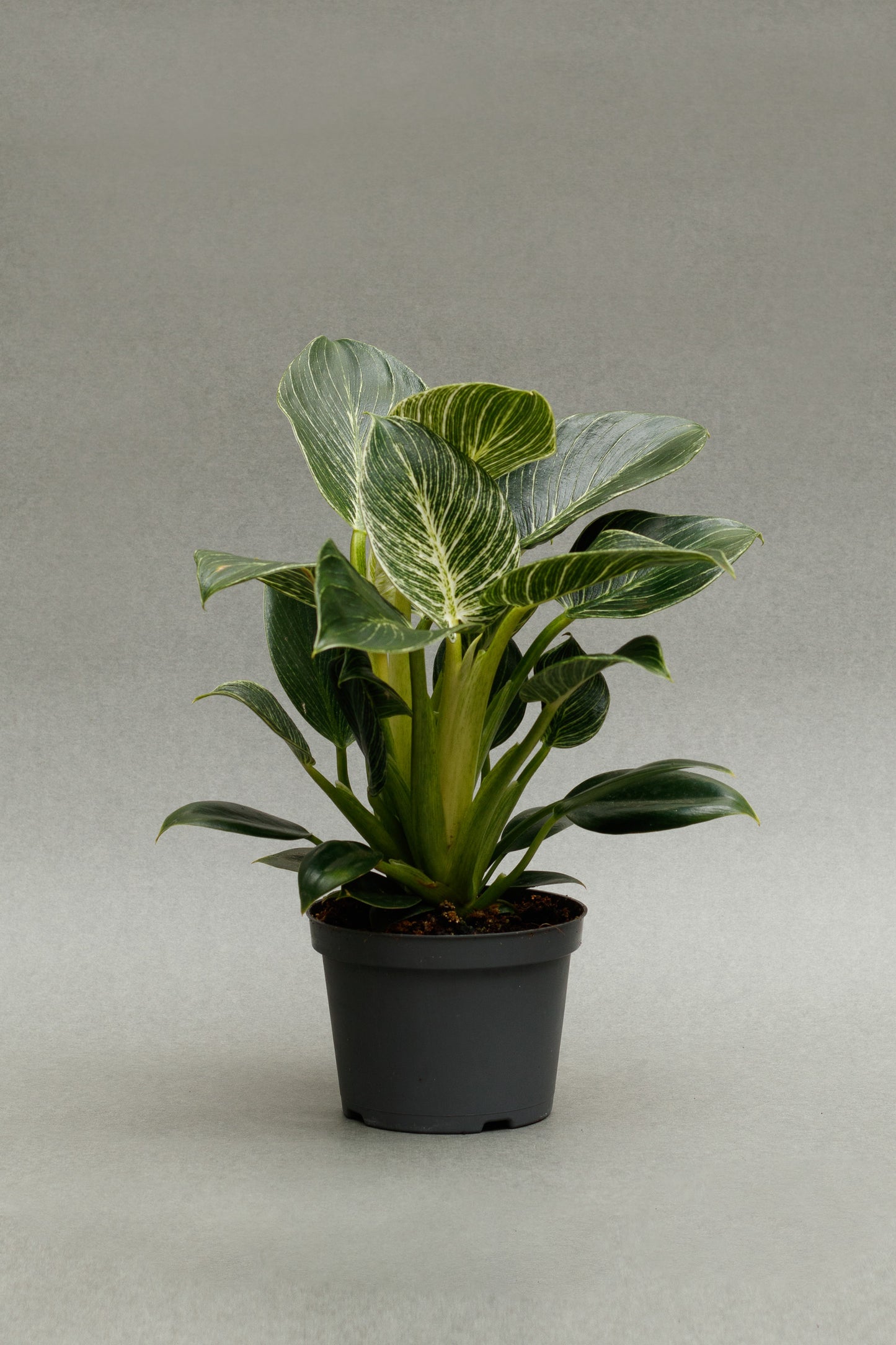 Philodendron 'Birkin'