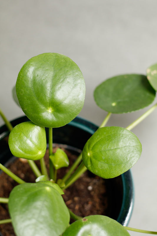 Pilea