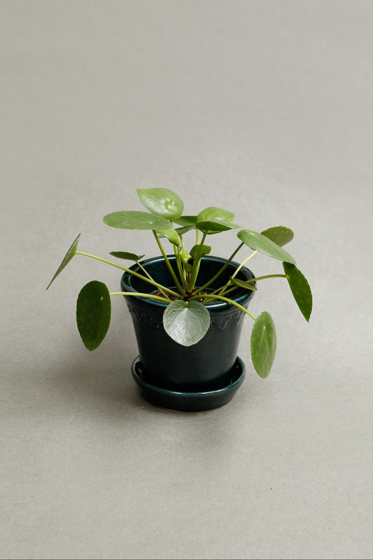 Pilea peperomioides