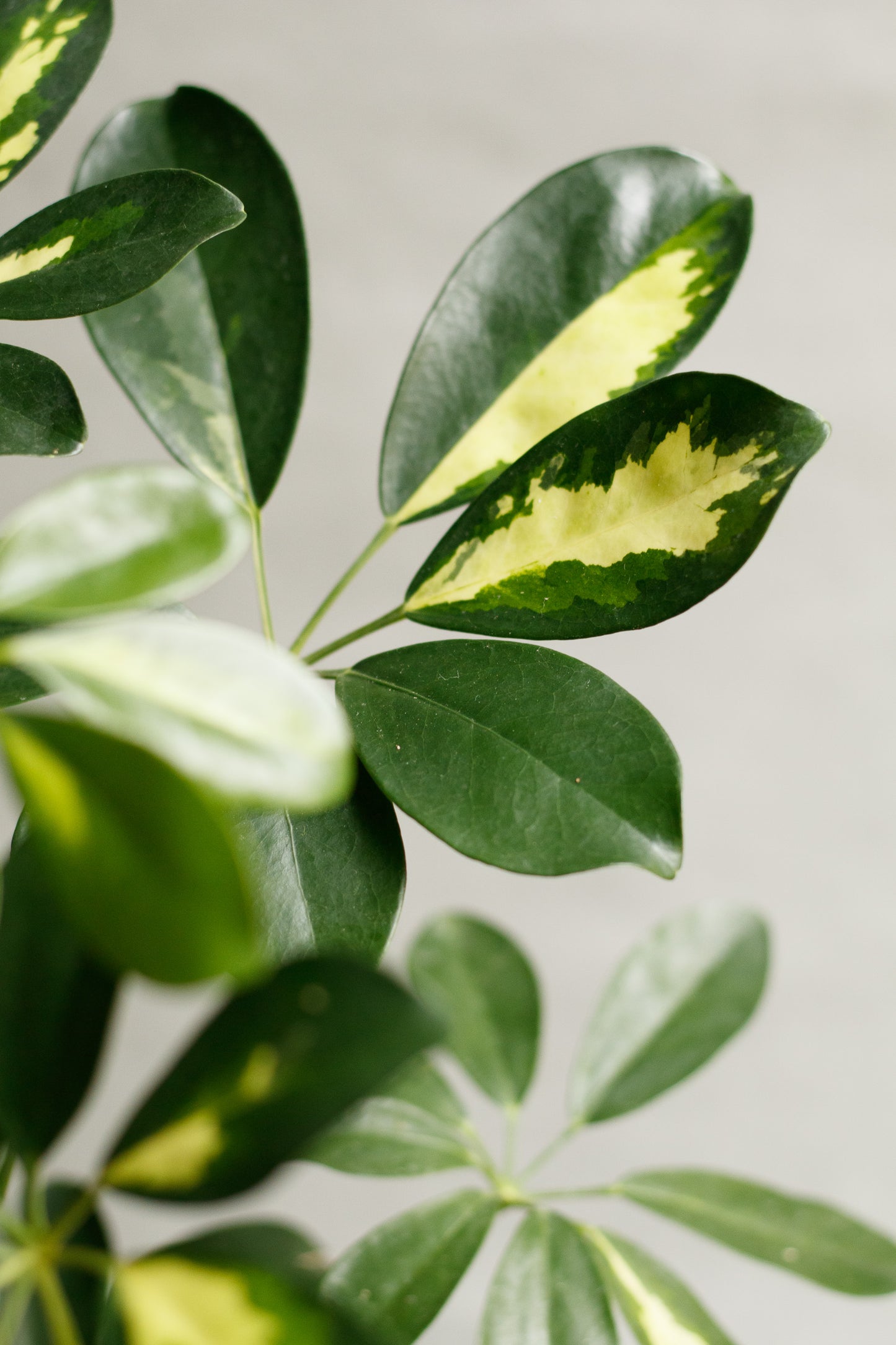 Schefflera arboricola ‘Gold Capella’