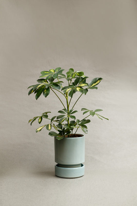 Schefflera arboricola ‘Gold Capella’