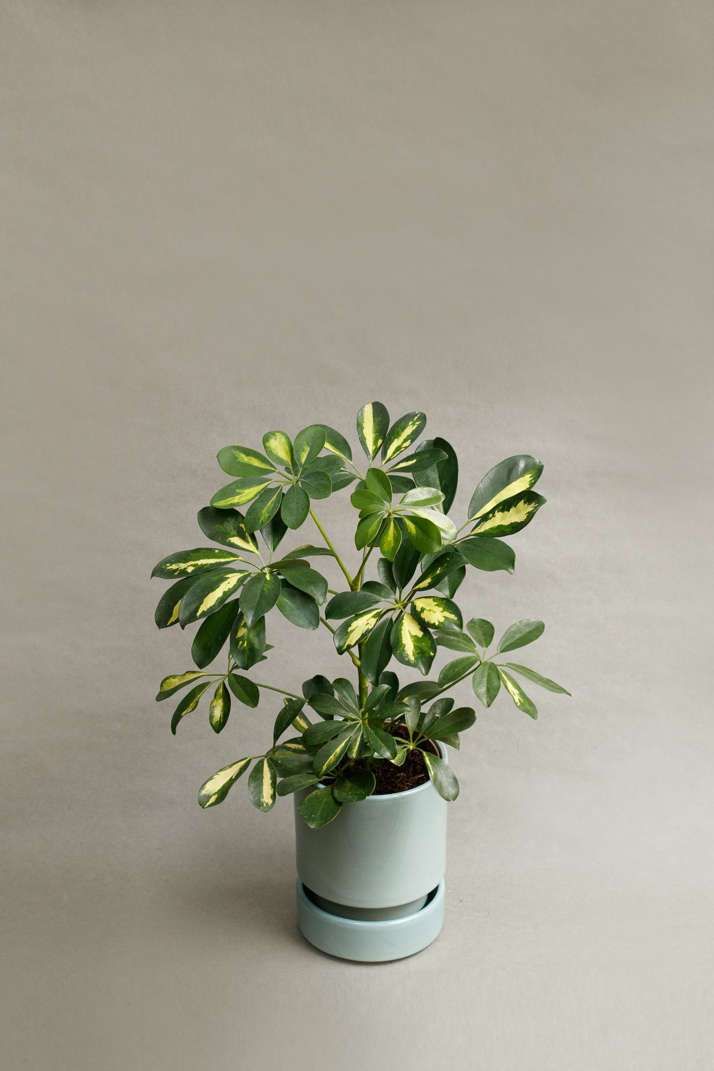 Schefflera arboricola ‘Gold Capella’