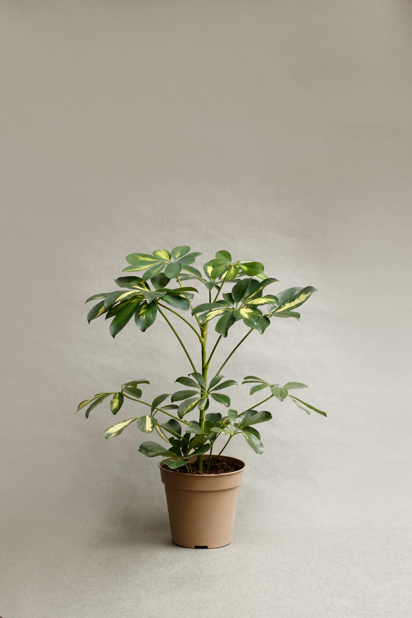 Schefflera arboricola ‘Gold Capella’