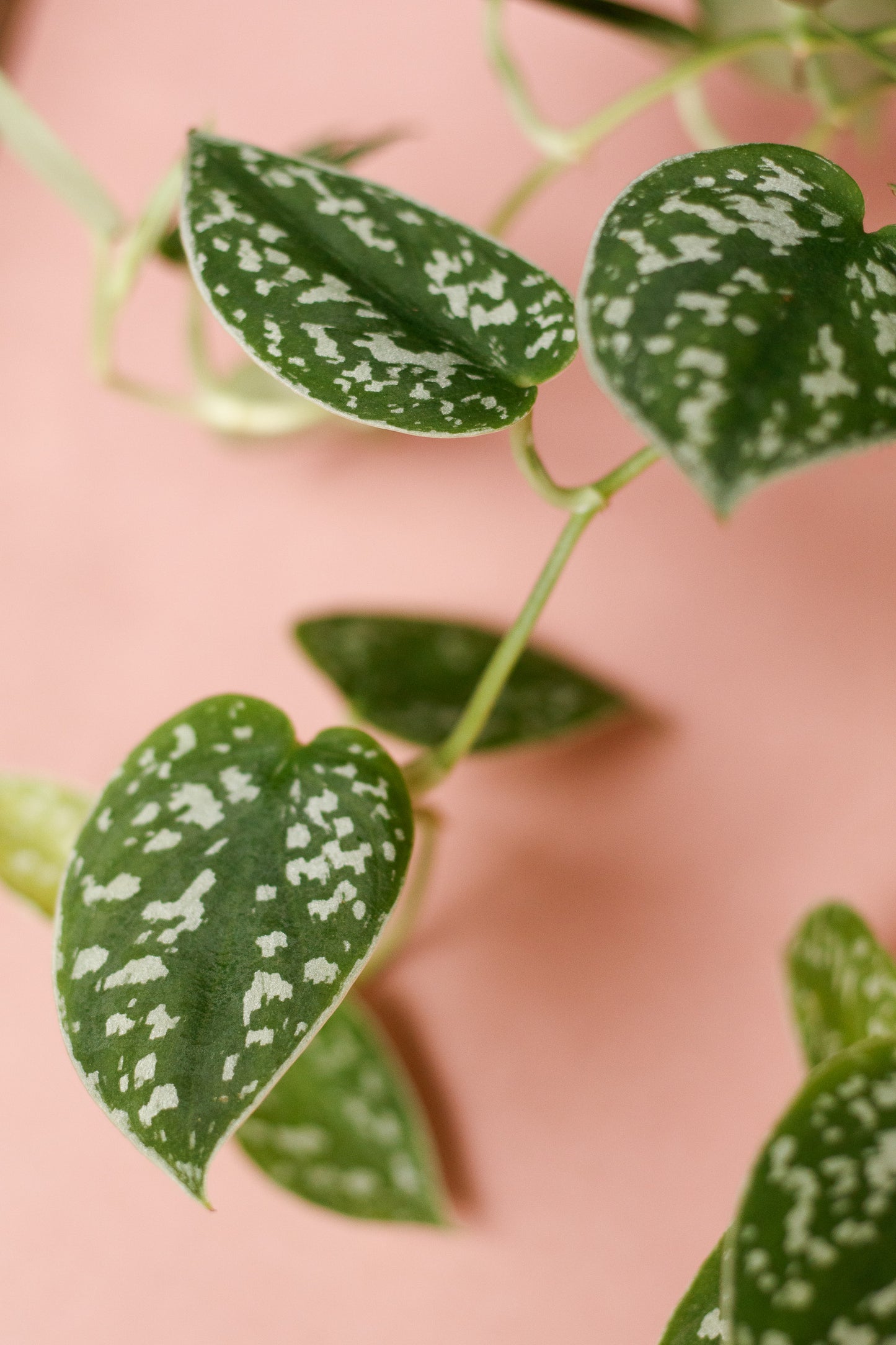 Scindapsus Pictus