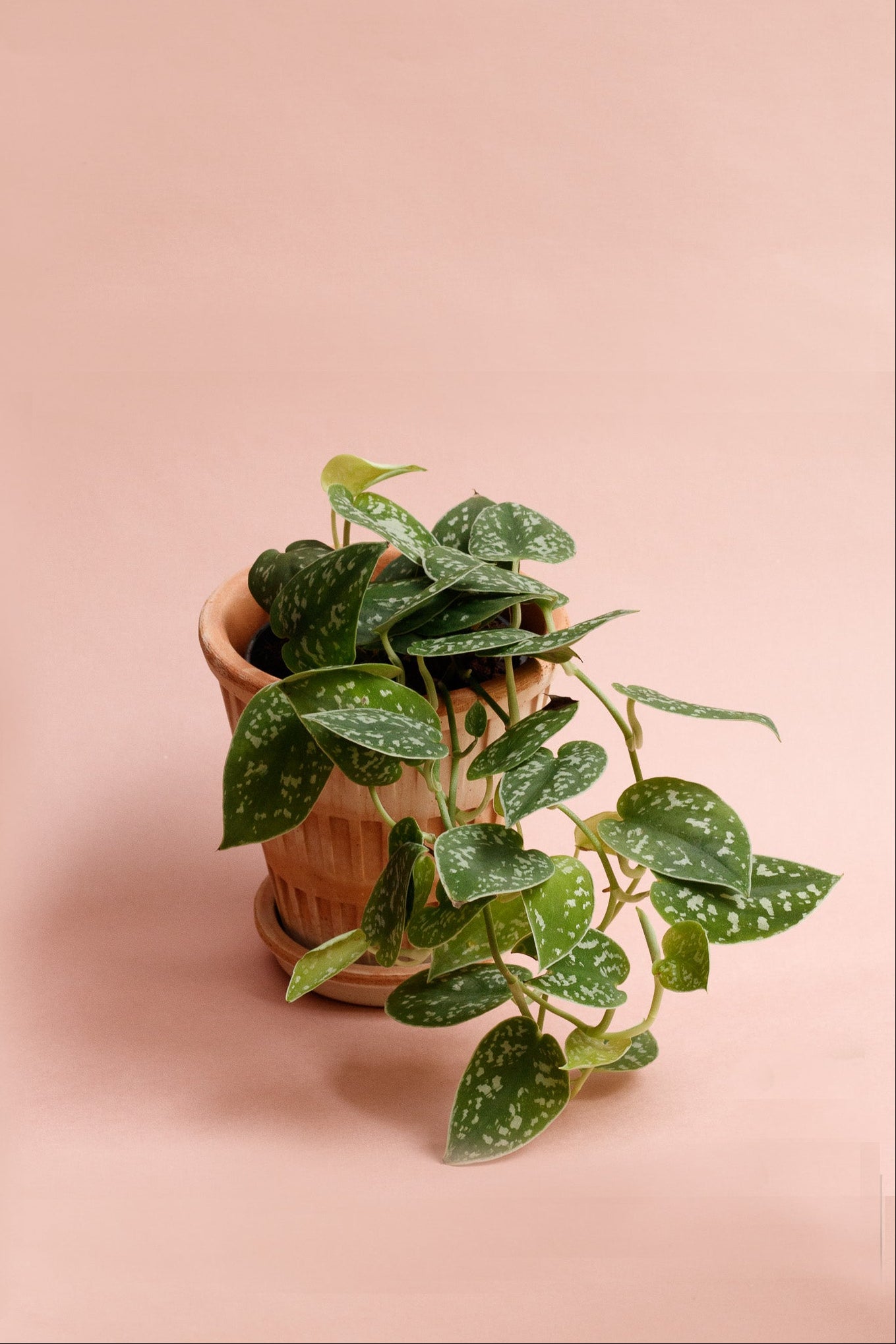 Scindapsus Pictus