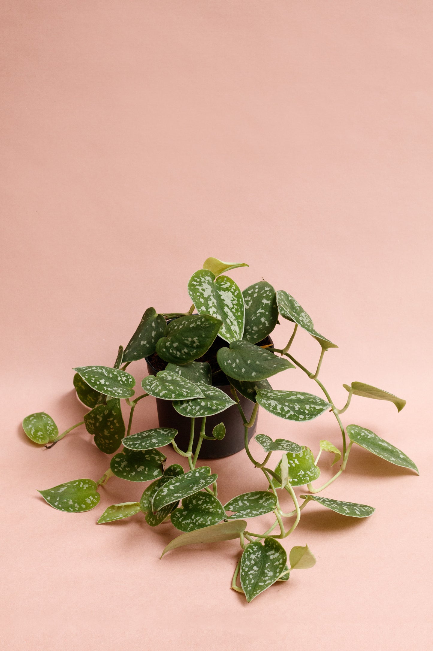 Scindapsus Pictus