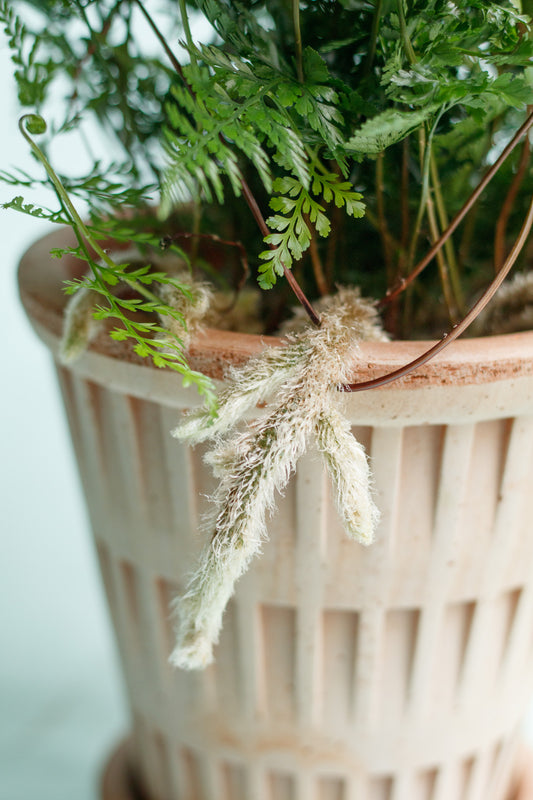 Davallia bullata ‘Hasenpfotenfarn'