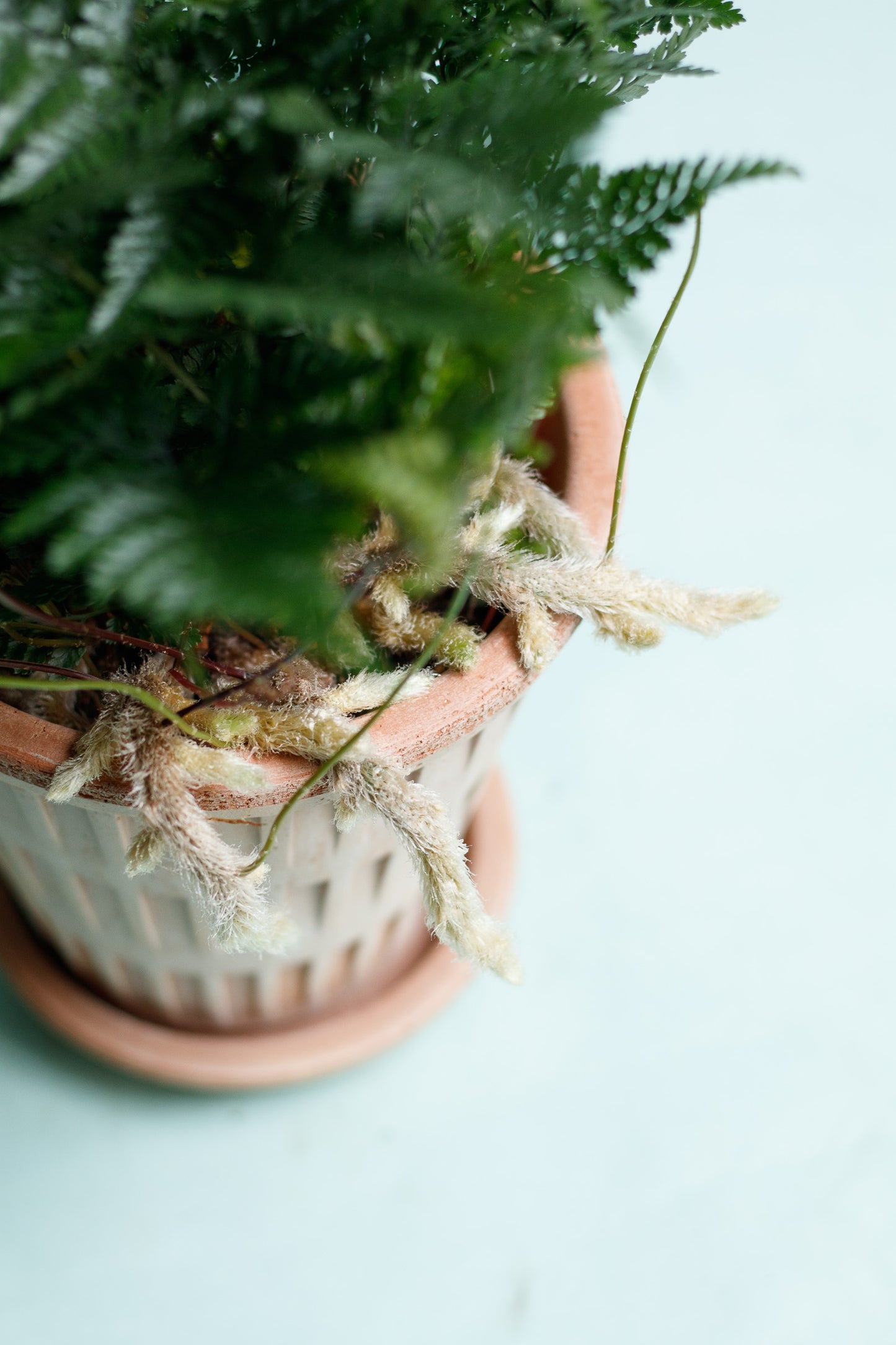 Davallia bullata ‘Hasenpfotenfarn'