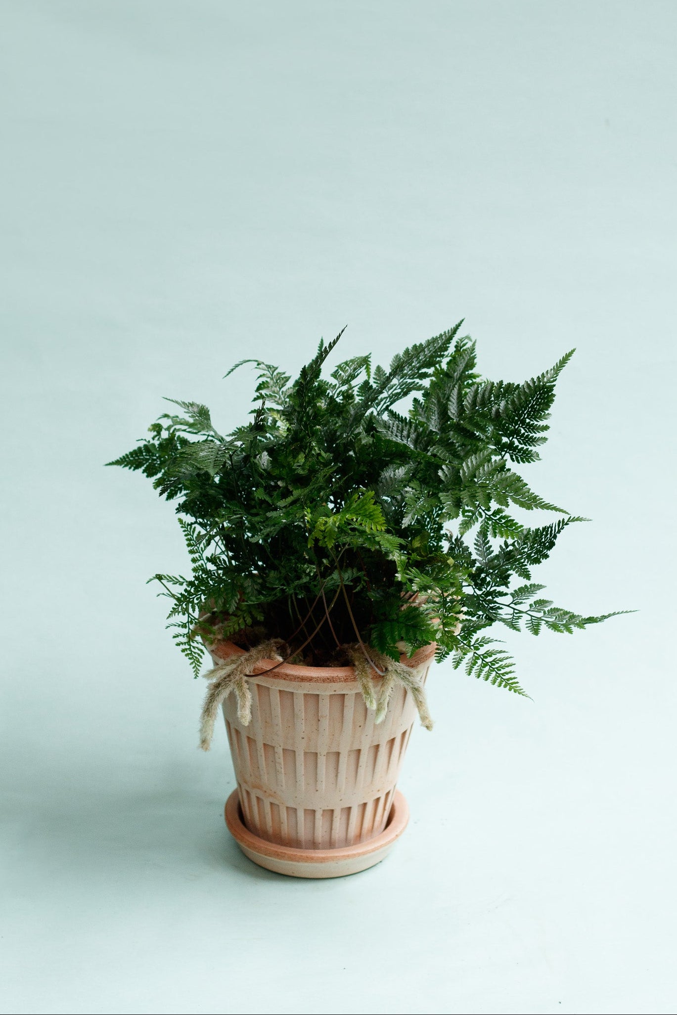 Davallia bullata ‘Hasenpfotenfarn'