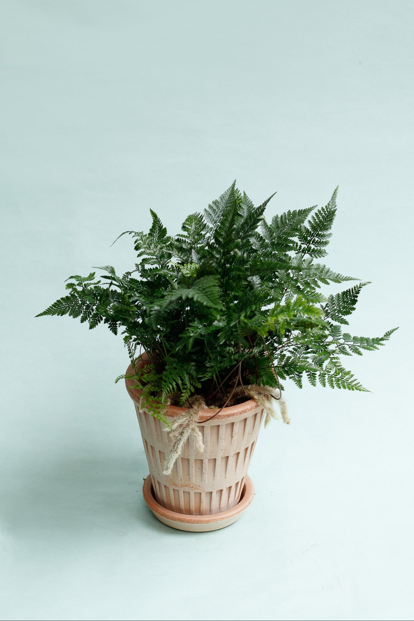 Davallia bullata ‘Hasenpfotenfarn'