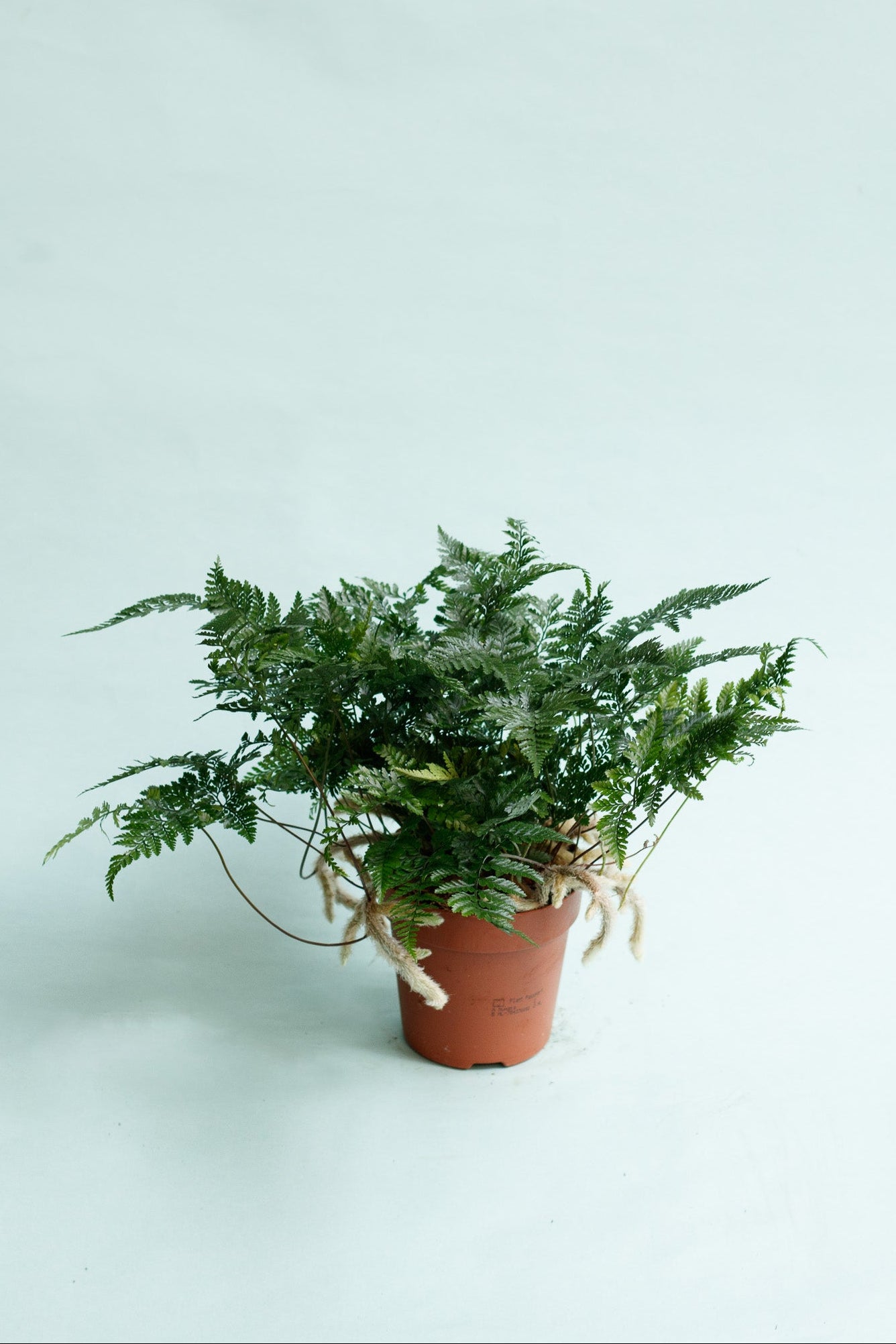 Davallia bullata ‘Hasenpfotenfarn'