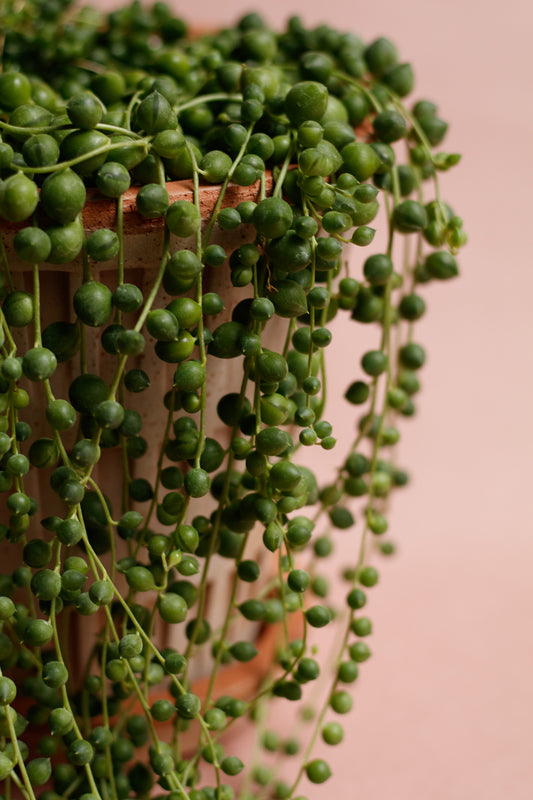 Senecio rowleyanus „String of Pearls“
