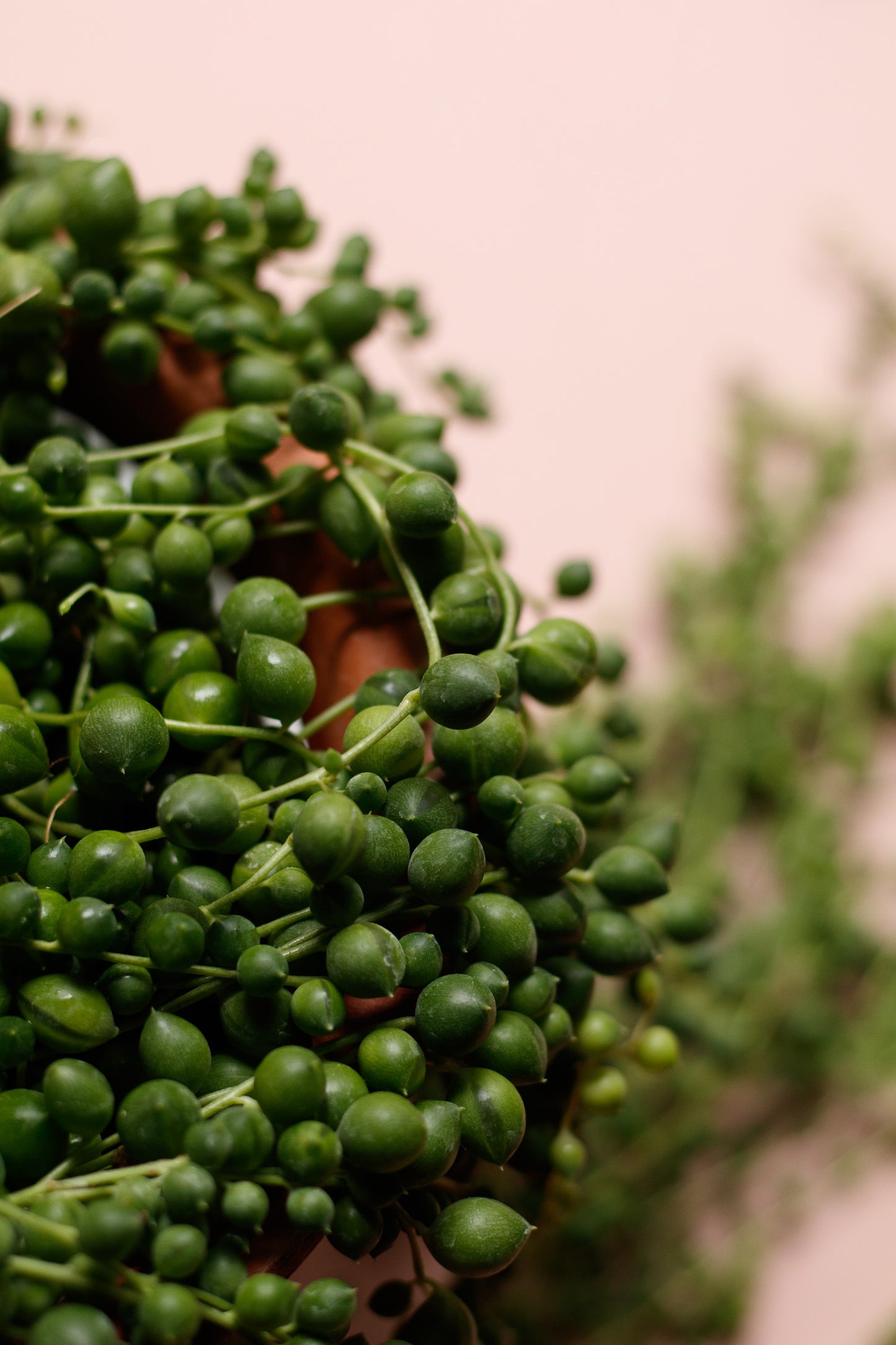 Senecio rowleyanus „String of Pearls“