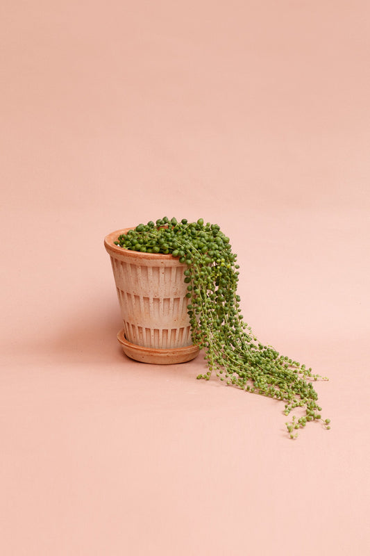 Senecio rowleyanus „String of Pearls“