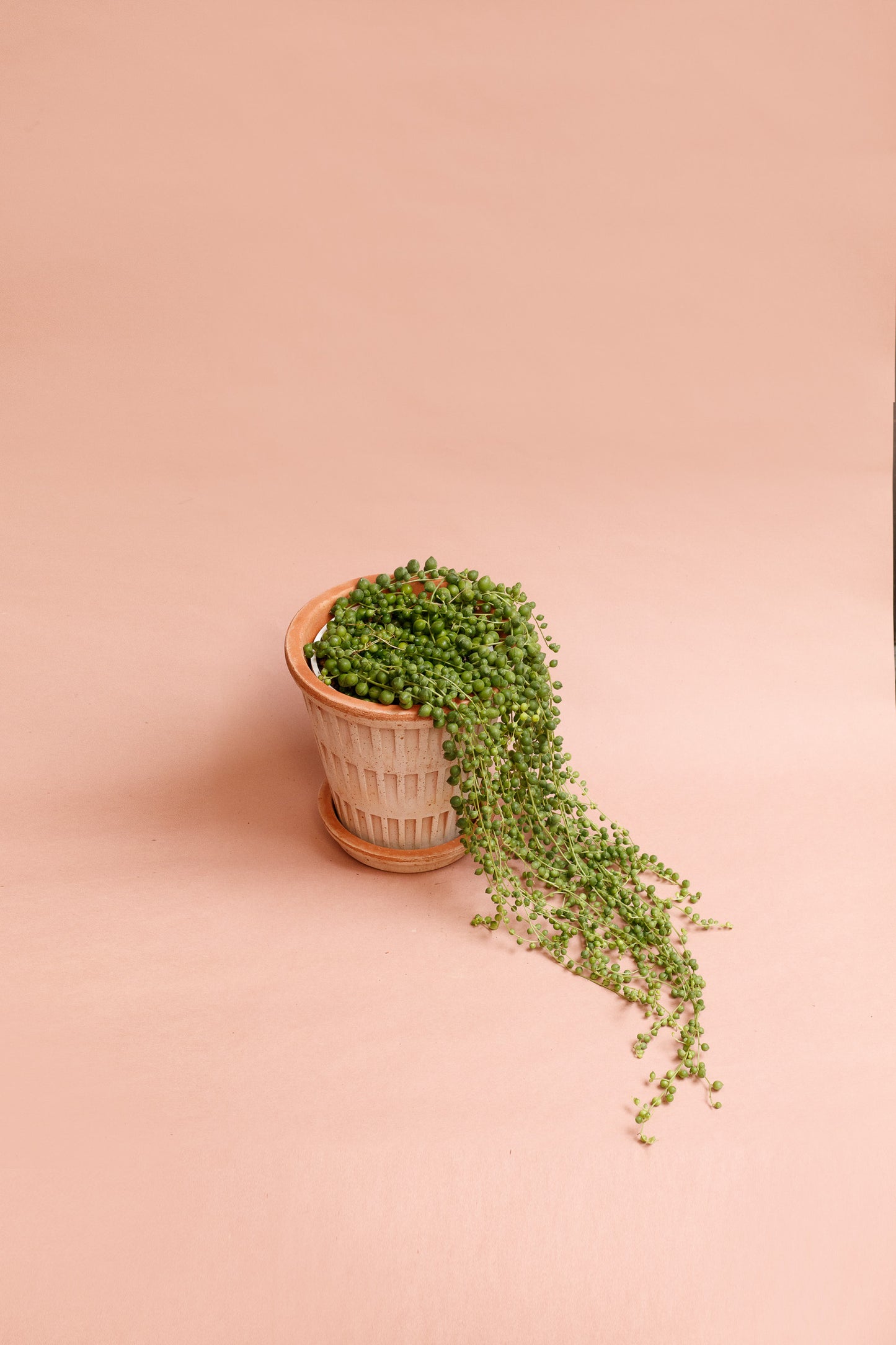 Senecio rowleyanus „String of Pearls“