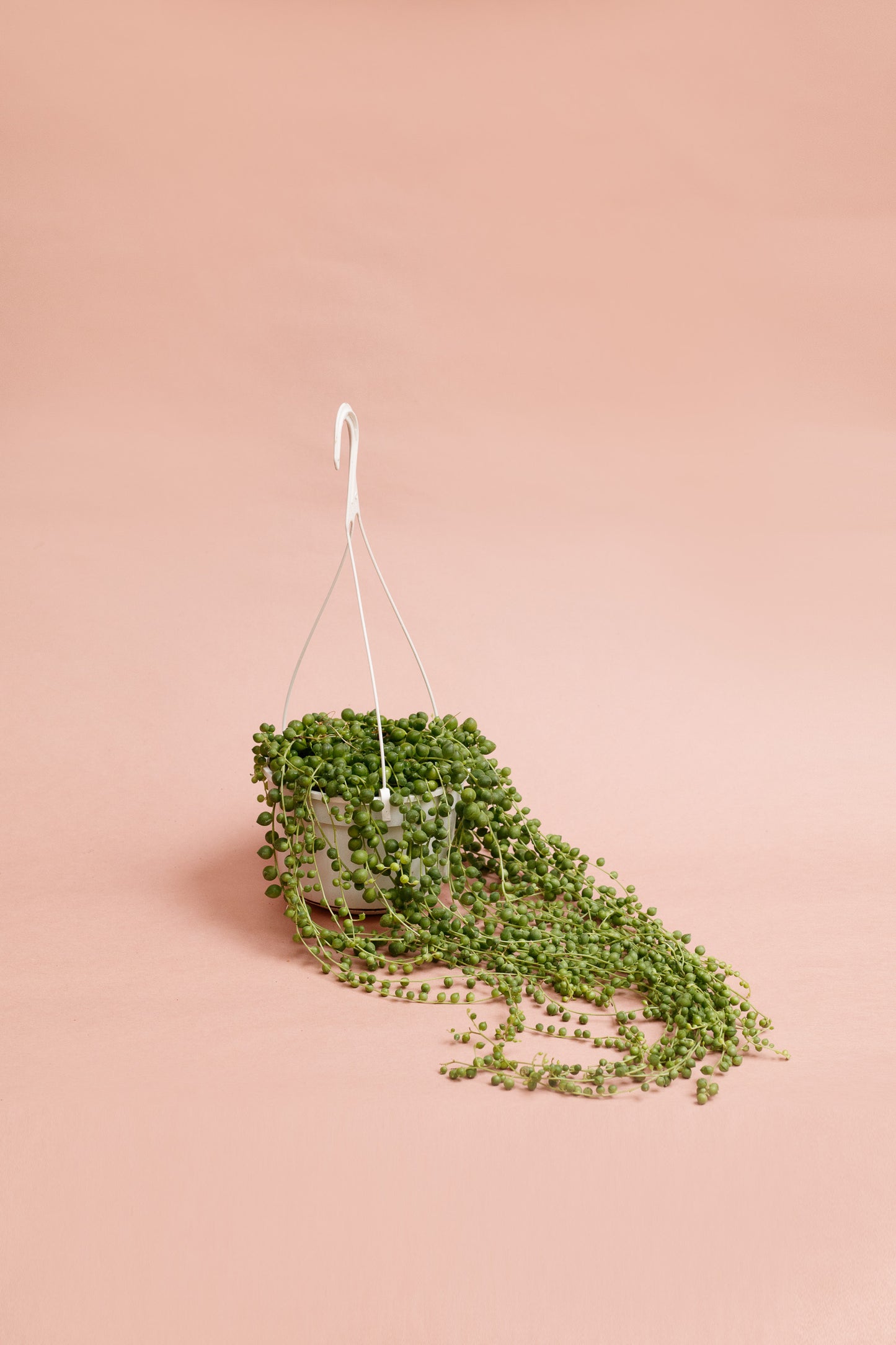 Senecio rowleyanus „String of Pearls“