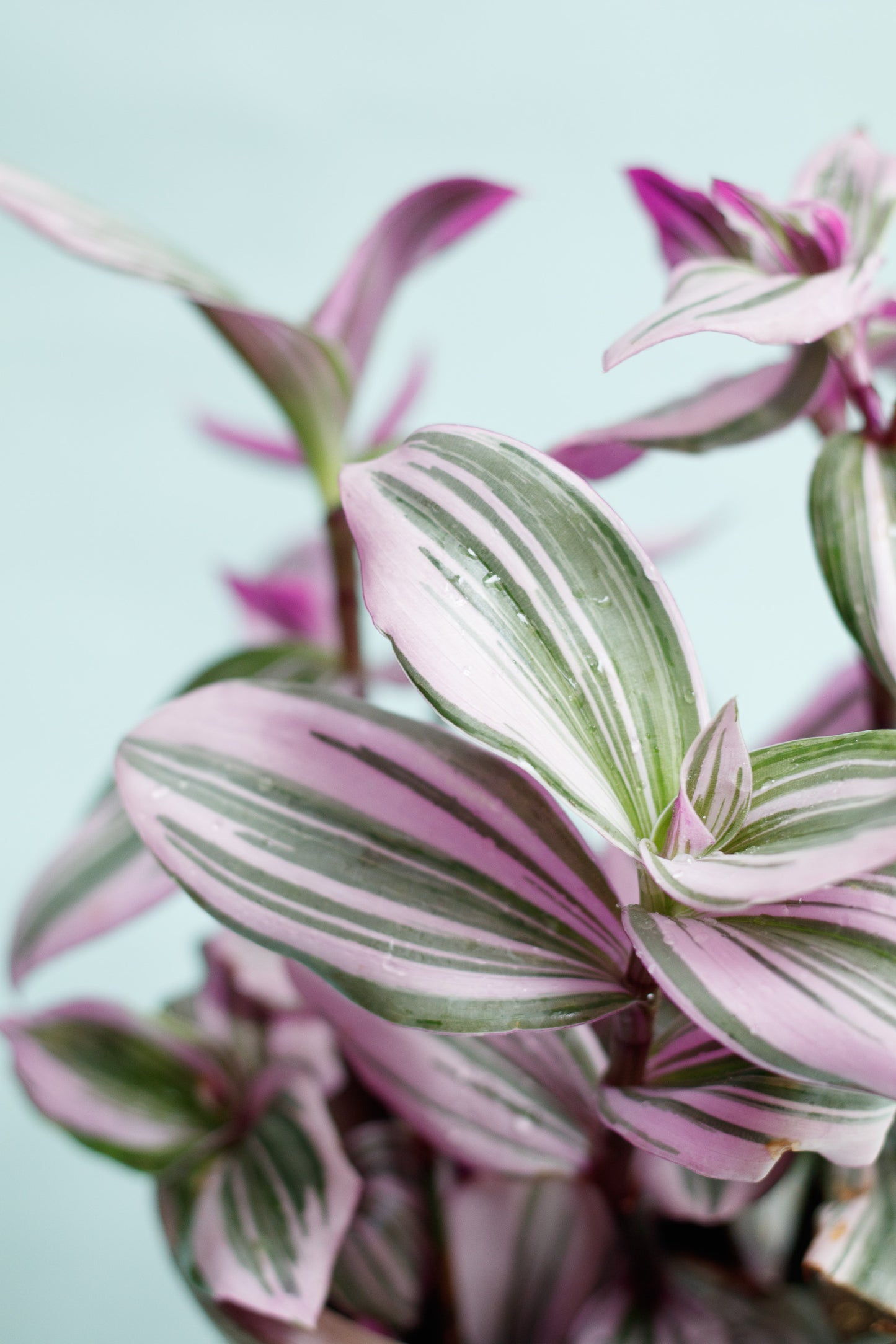 Tradescantia ‘Nanouk’