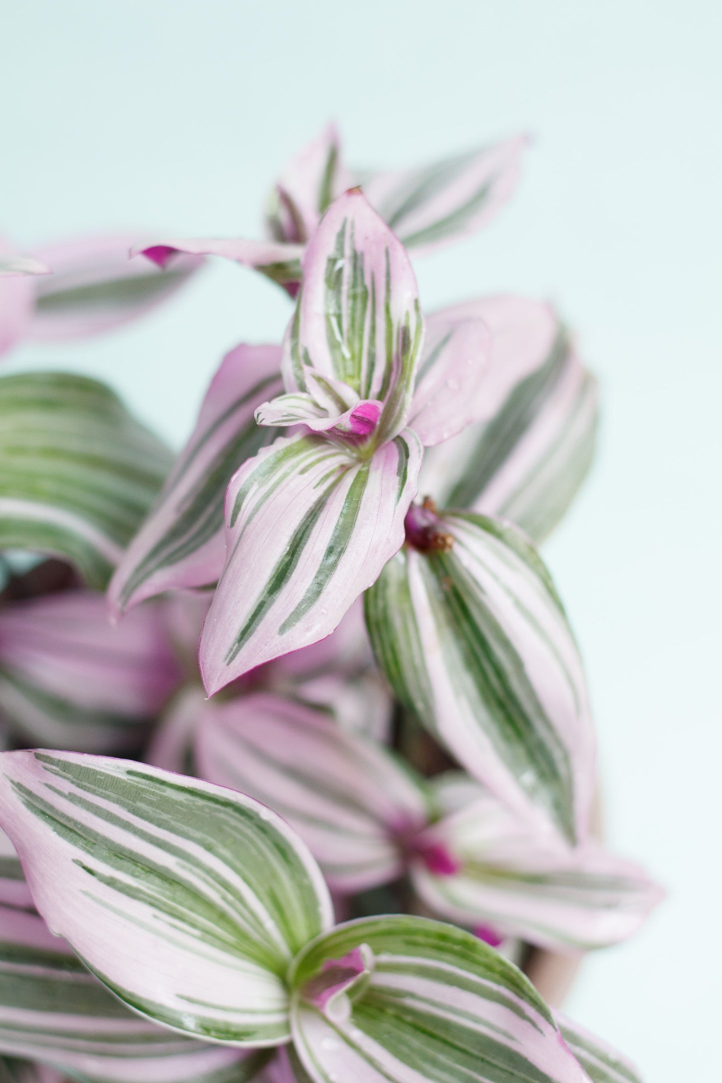 Tradescantia ‘Nanouk’