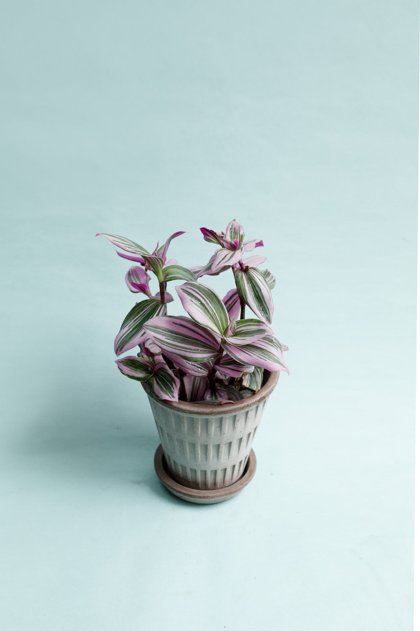 Tradescantia ‘Nanouk’