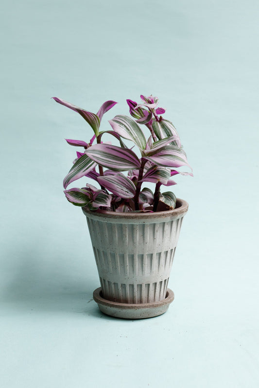 Tradescantia ‘Nanouk’