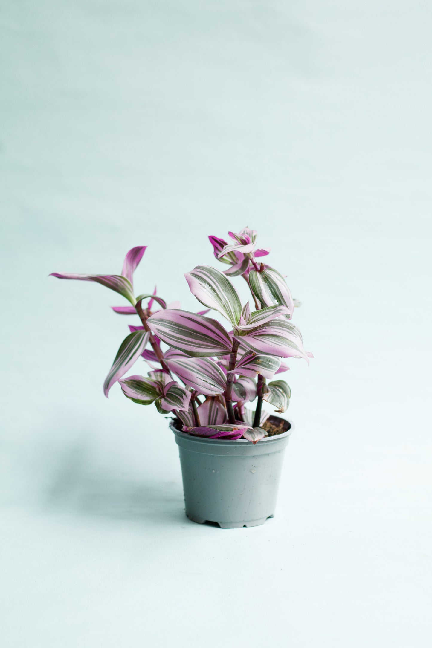 Tradescantia ‘Nanouk’
