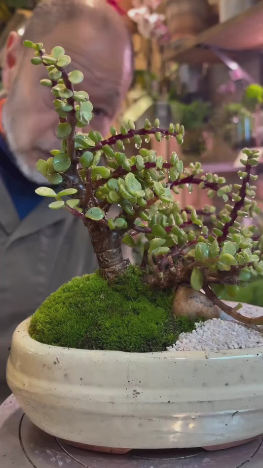 Jade Bonsai mit Mooslandschaft