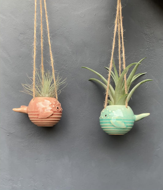 Air Plant Holder PEPE