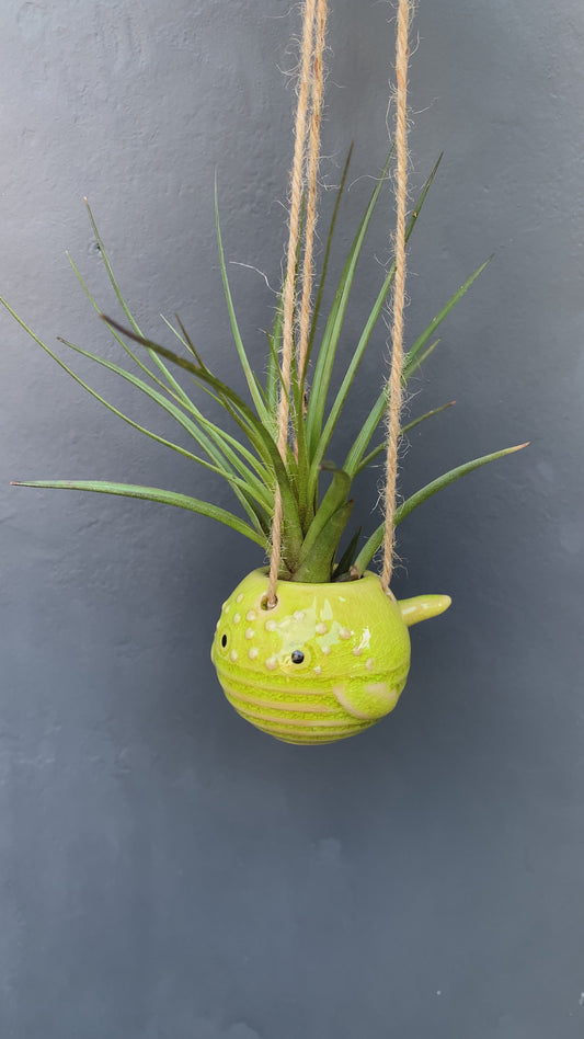 Air Plant Holder PEPE
