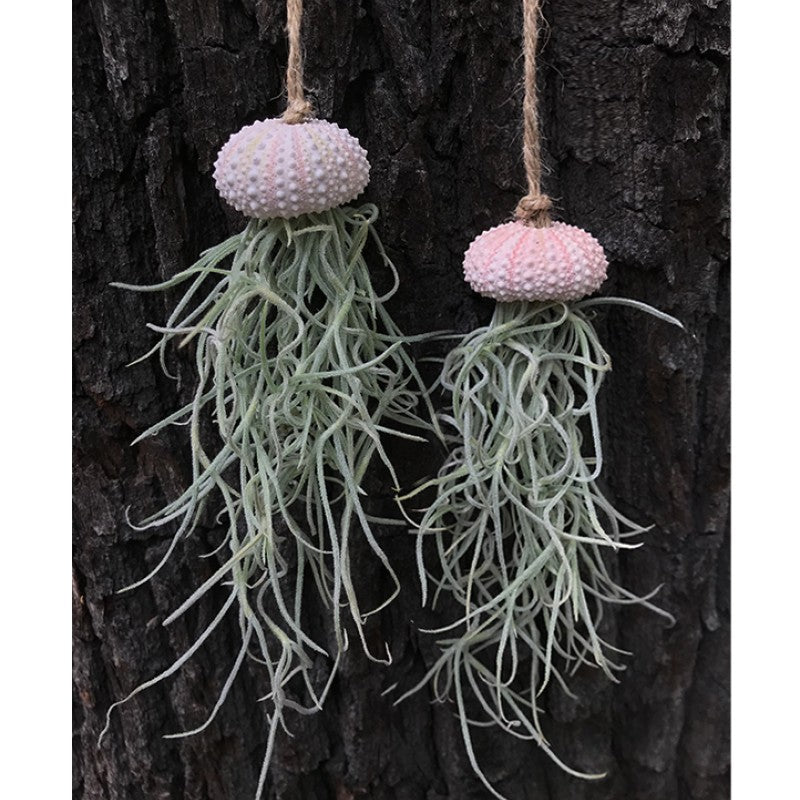 Air Plant Holder BAOBAO