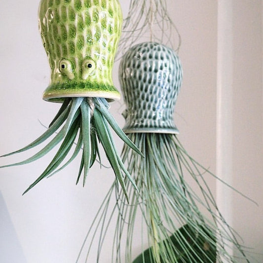 Air Plant Holder RAY