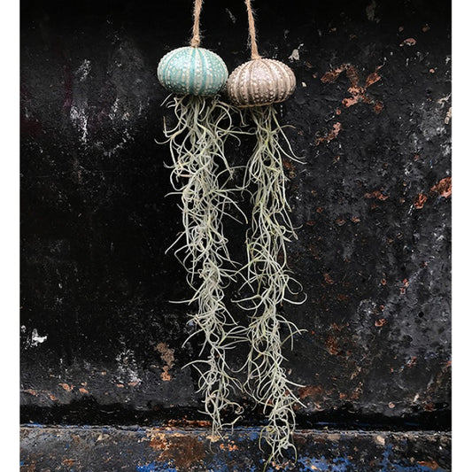 Air Plant Holder KITO