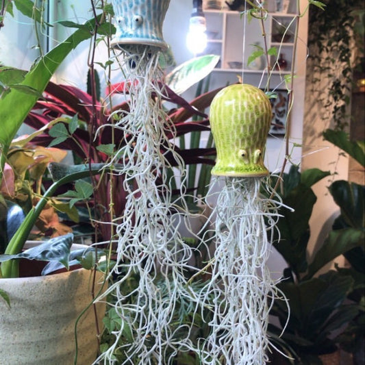 Air Plant Holder RAY