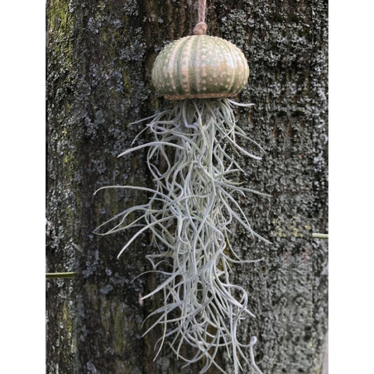Air Plant Holder KITO
