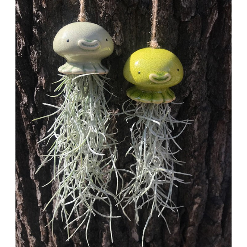 Air Plant Holder NONO