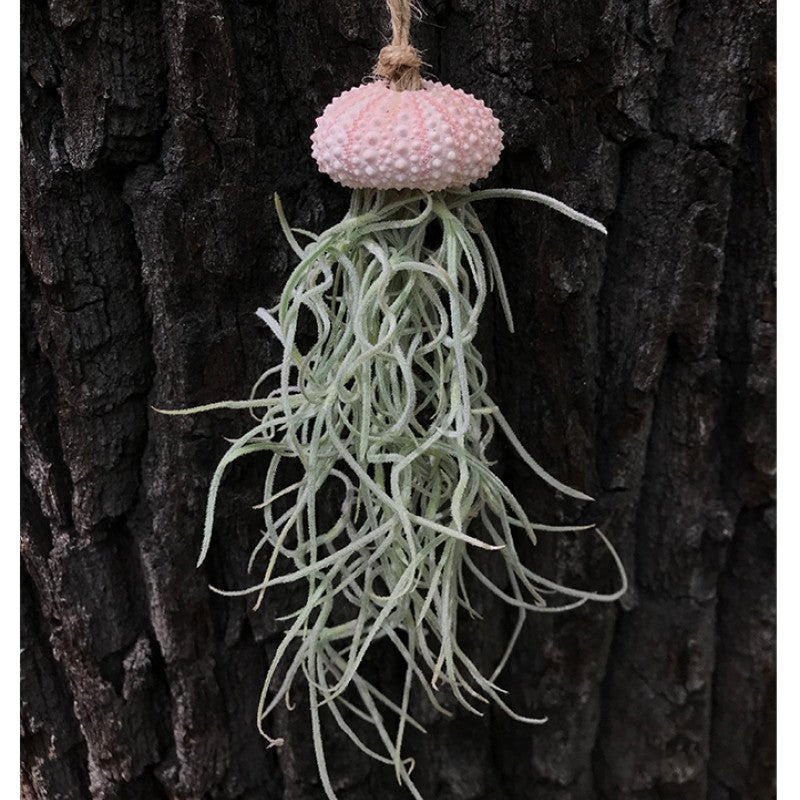 Air Plant Holder BAOBAO