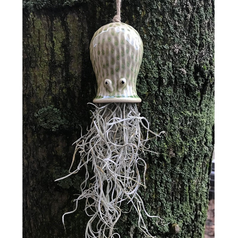 Air Plant Holder RAY